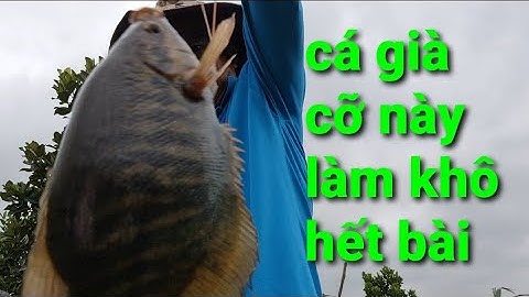 câu cá sặc rằn| hầm lục bình| cận cảnh đẹp @TAMCARO