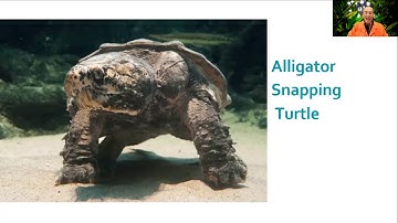 All About Alligator Snapping Turtles | California Academy of Sciences