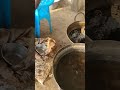 கருப்பட்டி மிட்டாய்