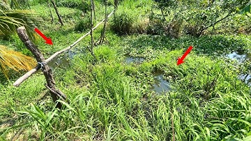 Câu Cá Rô Đồng Chinh Phục Con Cá Rô Khủng Trong Gốc Cây |  Big Perch Fishing