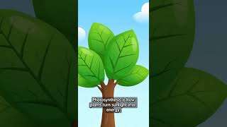 Details 🌱 Photosynthesis Explained in 15 Seconds! ☀️ | How Plants Make Food Guide