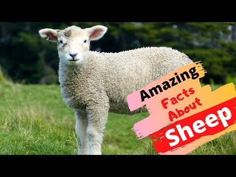 Видео: Цигай үүлдрийн хонь: тайлбар, шинж чанар, агуулгын онцлог, тойм