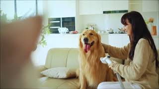 Buenkee Dog Grooming Kit with Powerful Vacuum Suction