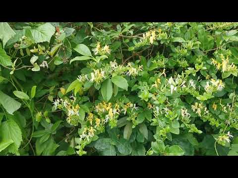 Most fragrant plants of my British garden: Lonicera japonica var. Halliana - Japanese Honeysuckle