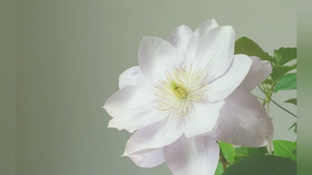 クレマチス 白馬 Youtube クレマチス 白馬 Youtube
