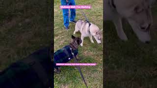 Maltese Shih Tzu Barking At Husky #shorts #husky #maltese #shihtzu #frenchbulldog