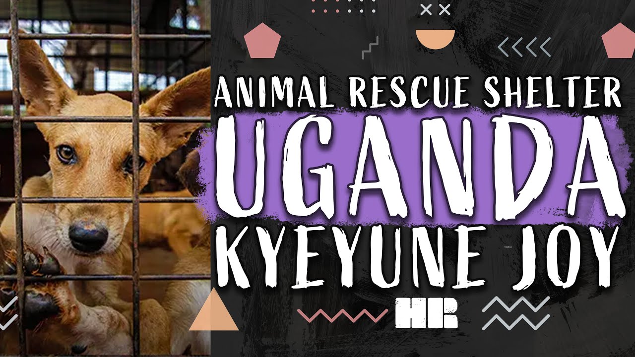 Kyeyune Joy Animal Rescue Shelter Uganda Fundraiser YouTube