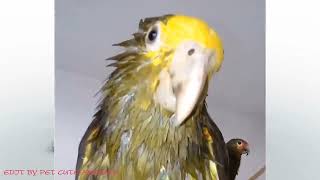 Parrots That Will Crack You Up: Hilarious Compilation 2023 🦜 🤣 by Pet Cute Animals 221 views 5 months ago 10 minutes, 49 seconds