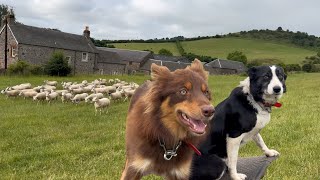 The sheep Fight back - Sheepdog duo take on Extremely stubborn sheep 