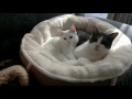 #3 子猫保護記録 (3/3 野良猫から家猫へ）- The record of injured kitten 3/3 -