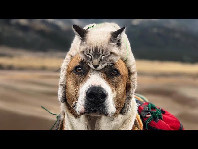 「猫かわいい」 すごくかわいい子猫 最も面白い猫の映画2017 121
