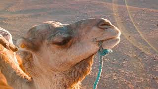 Surviving the Sahara: A Deep Dive into Desert Difficulties