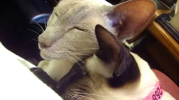 Watch the video about Siamese Boy & Girl Grooming & Cleaning Ears, "I Love You Man"