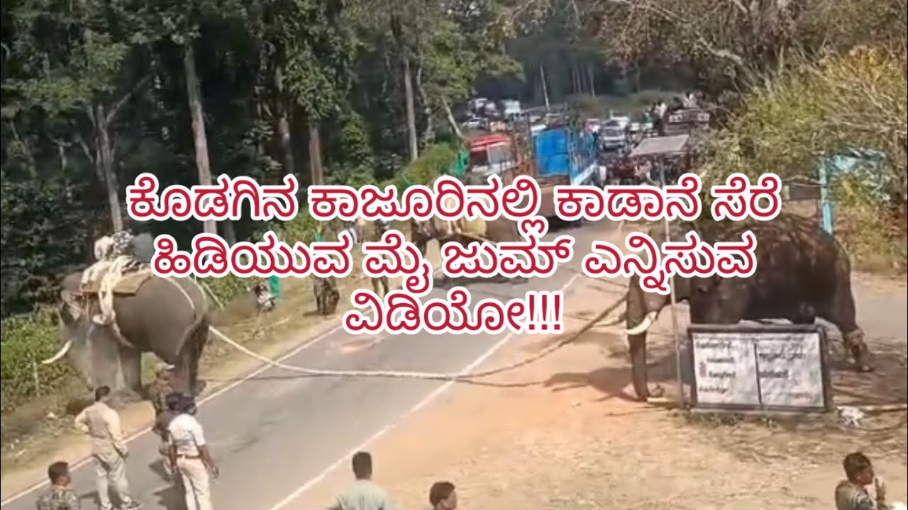 ಕೊಡಗಿನ ಕಾಜೂರಿನಲ್ಲಿ ಕಾಡಾನೆ ಸೆರೆ ಹಿಡಿಯುವ ಮೈ ಜುಮ್ ಎನ್ನಿಸುವ ವಿಡಿಯೋ