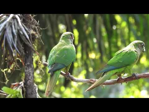 Maroon-bellied Parakeet / tiriba (Pyrrhura frontalis)