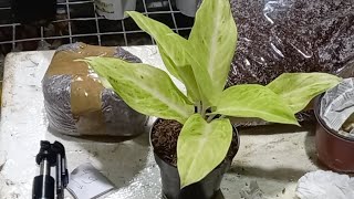 Lelang Live Aglaonema