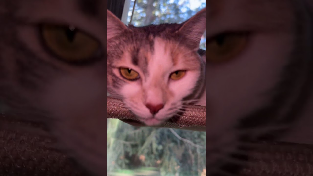 Chill Like a Pro with a Cat Hammock 