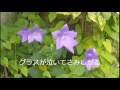 花のワルツ(軽音楽)藤あや子