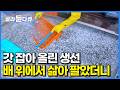 방금 잡아올린 생선을 배 위에서 삶아 팔았더니｜바다 밑바닥에서 끌어 올린 멸치가 밥상으로 오기까지｜훈연 멸치 공정 과정｜극한직업｜#골라듄다큐