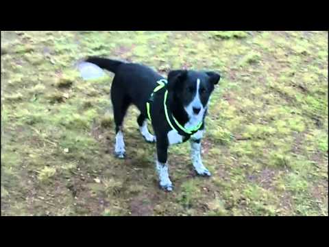 anny x Hundegeschirr Super Protect und Protect