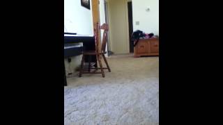 Lily prancing.