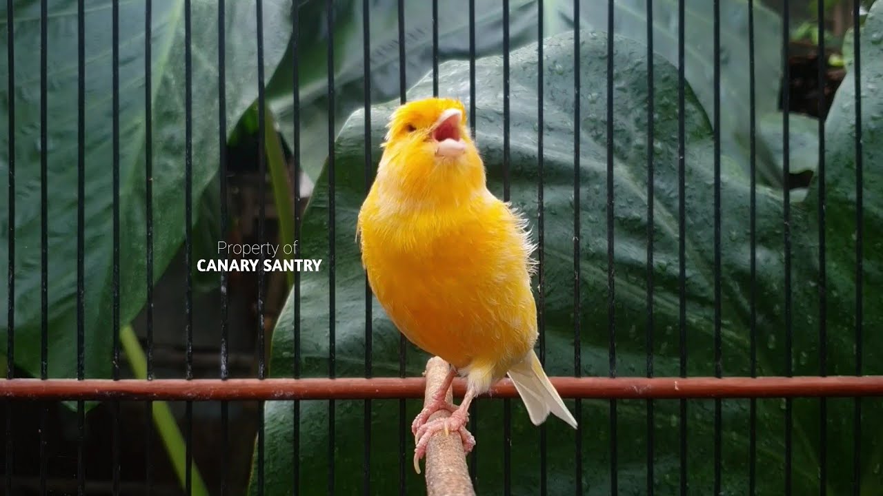 Этот звук сделает вашу канарейку САМОЙ ГРОМКОЙ в округе❗❗