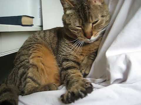 cat แปลว่า Mysli purring
