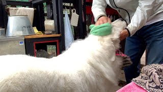 【ルンルンの裏庭】お散歩前のルーティーン