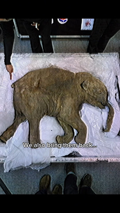 THEY’RE BRINGING THIS ANIMAL BACK TO LIFE?! #prehistoric #mammoth #iceage