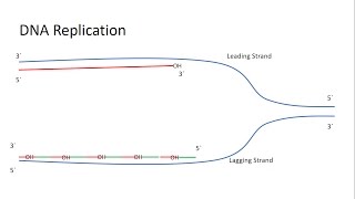 A full explanation about the Telomerase and the end replication problem