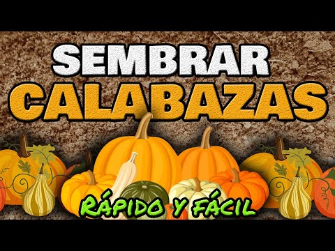 Video: Cómo cultivar azafrán: 13 pasos (con imágenes)