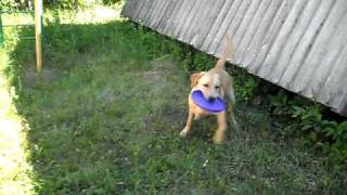 SAM_0076.AVI