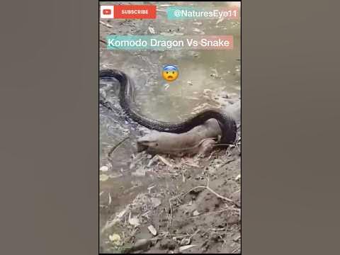 Komodo Dragon Vs Snake || @NaturesEye11 - YouTube