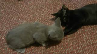 Renee's Rescues
