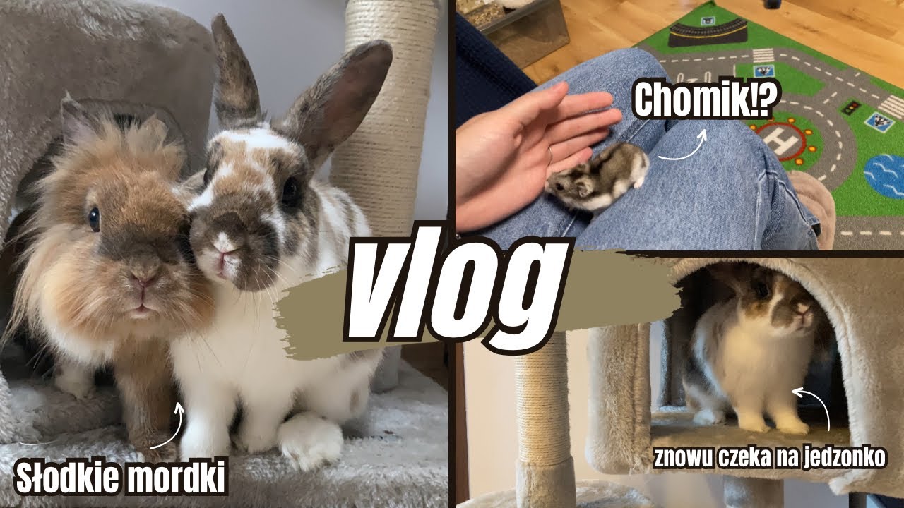 VLOG Z KRÓLICZKAMI