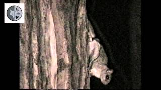 Northern Flying Squirrel