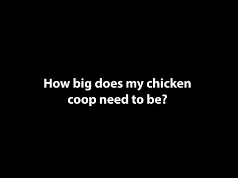 How Big Does My Chicken Coop Need To Be? - Chickens in A Minute - YouTube