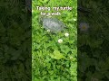 My turtle 🐢 #turtle #memes #fun #video #game #cute