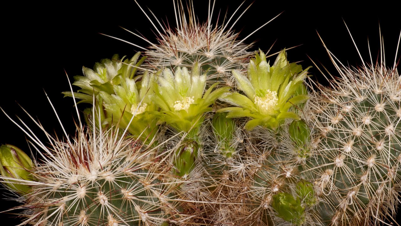 Time Lapse Echinocereus milleri, USA, Texas, Coke County