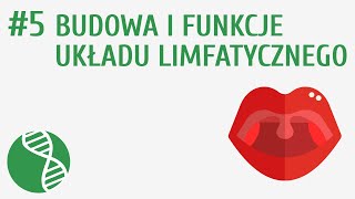 Budowa i funkcje układu limfatycznego #5 [ Krążenie ]