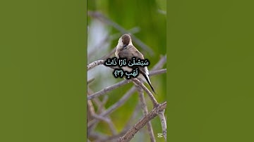 "سورة المسد | تلاوة نادرة ومبكية للشيخ أحمد بن علي العجمي"