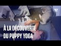 Le puppy yoga une pratique de relaxation avec des chiots