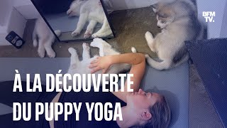 Le puppy yoga, une pratique de relaxation avec des chiots