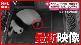パンダ “双子の赤ちゃん”の最新映像…健康状態は？　上野動物園（2021年6月25日放送「news every.」より）