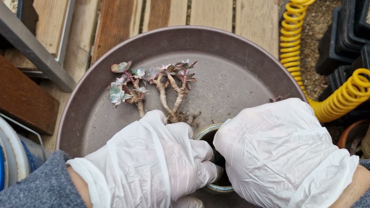 잘키우고픈 버클리금~ 이번엔 잘살아보자~🙏🙏🙏❤️구독과좋아요 ❤️