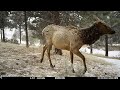 Sugarloaf Elk Invasion
