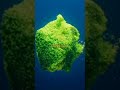 Unlocking Nature's Secret: Photosynthesis Demystified!