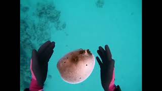 (Keebe archive) pufferfish :)