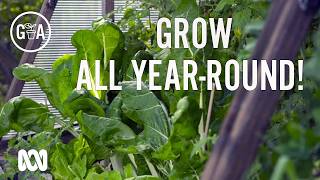 How to grow vegies all year-round!  | Gardening Australia