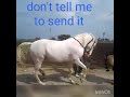 Viral Video Of A Dancing Horse No More Insufficient Funds mp3